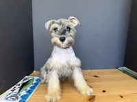 AKCM2-2, a female Miniature Schnauzer for sale in Oxnard, CA – 5 of 6