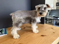 AKCM2-1, a female Miniature Schnauzer for sale in Oxnard, CA – 6 of 8