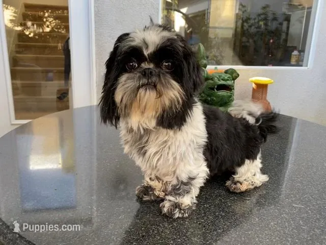 Leela, a female Shih Tzu for sale in Oxnard, CA – Photo 1 of 4