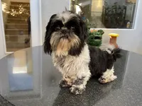 Leela, a female Shih Tzu for sale in Oxnard, CA – Photo 1 of 4