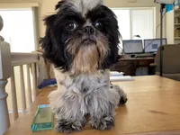 Leela, a female Shih Tzu for sale in Oxnard, CA – Photo 3 of 4