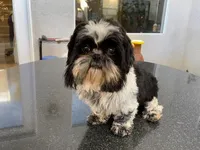 Leela, a female Shih Tzu for sale in Oxnard, CA – Photo 4 of 4