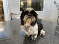 Leela, a female Shih Tzu for sale in Oxnard, CA – Photo 2 of 4
