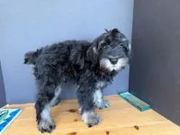 AKCM1-4, a male Miniature Schnauzer for sale in Oxnard, CA – 2 of 7