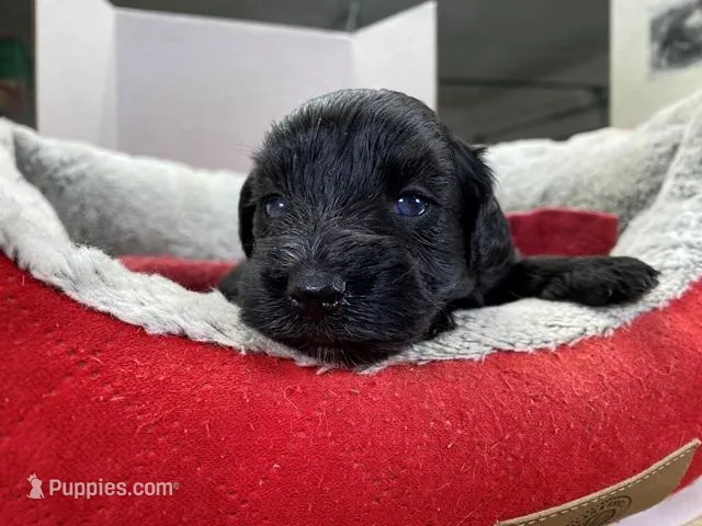 AKCM4-4, a female Miniature Schnauzer for sale in Oxnard, CA – Photo 1 of 5