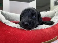 AKCM4-4, a female Miniature Schnauzer for sale in Oxnard, CA – Photo 1 of 5