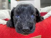 AKCM4-4, a female Miniature Schnauzer for sale in Oxnard, CA – Photo 4 of 5