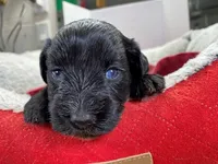 AKCM4-4, a female Miniature Schnauzer for sale in Oxnard, CA – Photo 3 of 5
