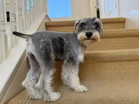 AKCM2-5, a male Miniature Schnauzer for sale in Oxnard, CA – 3 of 8