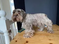 CHOCOLINA, a female Miniature Schnauzer for sale in Oxnard, CA – Photo 1 of 4