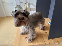 CHOCOLINA, a female Miniature Schnauzer for sale in Oxnard, CA – Photo 4 of 4