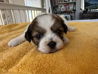 AKCS3-5, a male Shih Tzu for sale in Oxnard, CA – 5 of 8