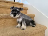 AKCM6-7, a male Miniature Schnauzer for sale in Oxnard, CA – Photo 6 of 8