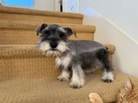 AKCM6-7, a male Miniature Schnauzer for sale in Oxnard, CA – Photo 7 of 8