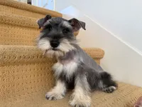 AKCM6-7, a male Miniature Schnauzer for sale in Oxnard, CA – Photo 1 of 8