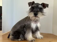 AKCM6-7, a male Miniature Schnauzer for sale in Oxnard, CA – Photo 5 of 8