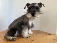 AKCM6-7, a male Miniature Schnauzer for sale in Oxnard, CA – Photo 3 of 8