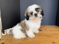 AKCS3-3, a male Shih Tzu for sale in Oxnard, CA – 6 of 8
