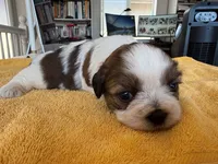 AKC3-4, a male Shih Tzu for sale in Oxnard, CA – 3 of 8