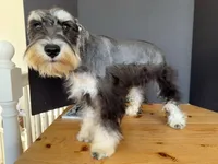 AKCM1-1, a female Miniature Schnauzer for sale in Oxnard, CA – 7 of 8