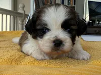 AKCS3-3, a male Shih Tzu for sale in Oxnard, CA – 8 of 8