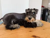 AKCM1-2, a male Miniature Schnauzer for sale in Oxnard, CA – 7 of 8