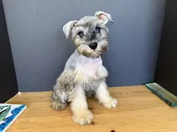 AKCM2-2, a female Miniature Schnauzer for sale in Oxnard, CA – 6 of 6