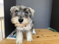 AKCM2-5, a male Miniature Schnauzer for sale in Oxnard, CA – 4 of 6