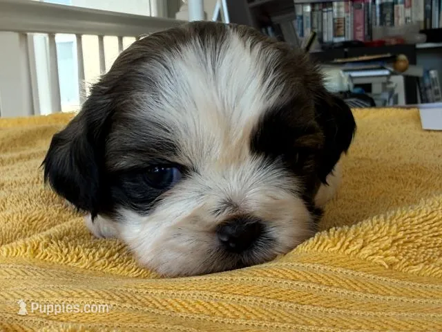 AKCS3-3 – Shih Tzu puppy for sale in Oxnard, CA