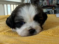AKCS3-3, a male Shih Tzu for sale in Oxnard, CA – 1 of 8
