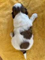 AKCS3-2, a female Shih Tzu for sale in Oxnard, CA – 2 of 8