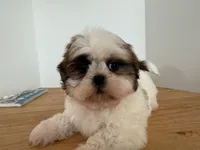 AKCS2-2, a male Shih Tzu for sale in Oxnard, CA – Photo 8 of 8