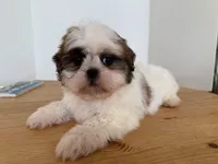 AKCS2-2, a male Shih Tzu for sale in Oxnard, CA – Photo 7 of 8