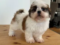 AKCS2-2, a male Shih Tzu for sale in Oxnard, CA – Photo 4 of 8