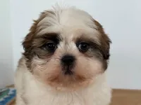 AKCS2-2, a male Shih Tzu for sale in Oxnard, CA – Photo 5 of 8