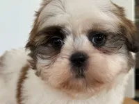 AKCS2-2, a male Shih Tzu for sale in Oxnard, CA – Photo 3 of 8