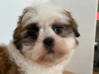 AKCS2-2, a male Shih Tzu for sale in Oxnard, CA – Photo 2 of 8