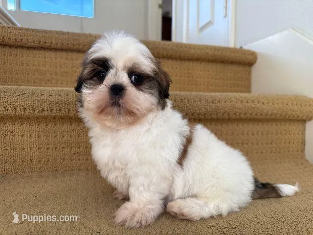 AKCS2-2 – Shih Tzu puppy for sale in Oxnard, CA