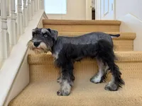AKCM1-2, a male Miniature Schnauzer for sale in Oxnard, CA – 1 of 8
