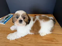 AKCS3-5, a male Shih Tzu for sale in Oxnard, CA – 8 of 8