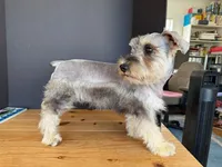 AKCM2-1, a female Miniature Schnauzer for sale in Oxnard, CA – 8 of 8