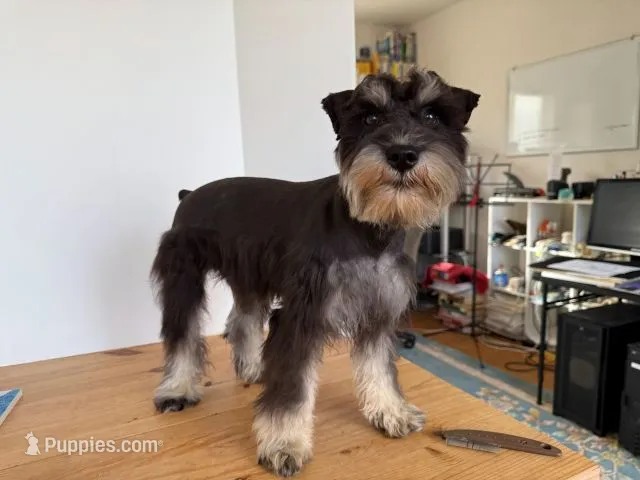 AKCM1-3 – Miniature Schnauzer puppy for sale in Oxnard, CA