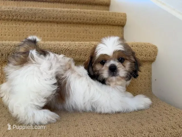 AKCS3-2 – Shih Tzu puppy for sale in Oxnard, CA