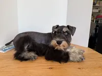 AKCM1-2, a male Miniature Schnauzer for sale in Oxnard, CA – 5 of 8
