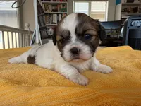 AKCS3-1, a female Shih Tzu for sale in Oxnard, CA – 3 of 8