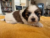 AKCS3-2, a female Shih Tzu for sale in Oxnard, CA – 6 of 8