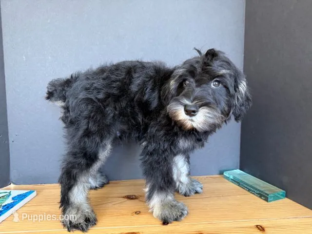 AKCM1-4 – Miniature Schnauzer puppy for sale in Oxnard, CA