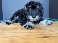 AKCM1-3, a male Miniature Schnauzer for sale in Oxnard, CA – 2 of 6