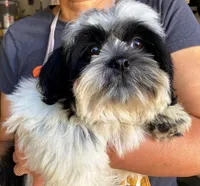 AKCS4-2, a male Shih Tzu for sale in Oxnard, CA – Photo 1 of 9