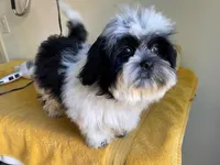 AKCS4-2, a male Shih Tzu for sale in Oxnard, CA – Photo 2 of 9